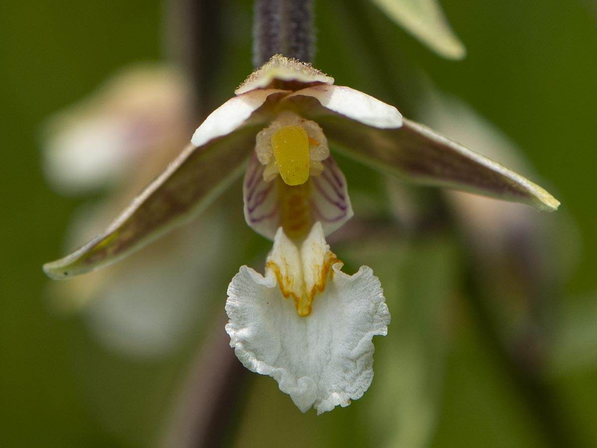 Blüte gross